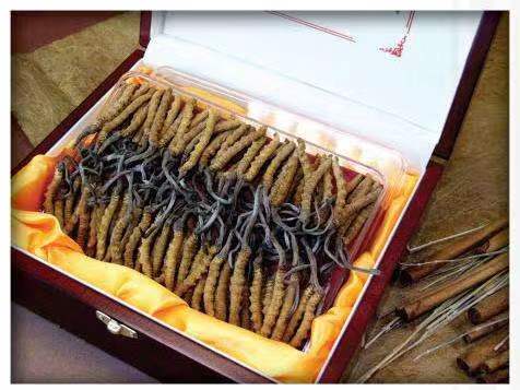 双河冬虫夏草回收